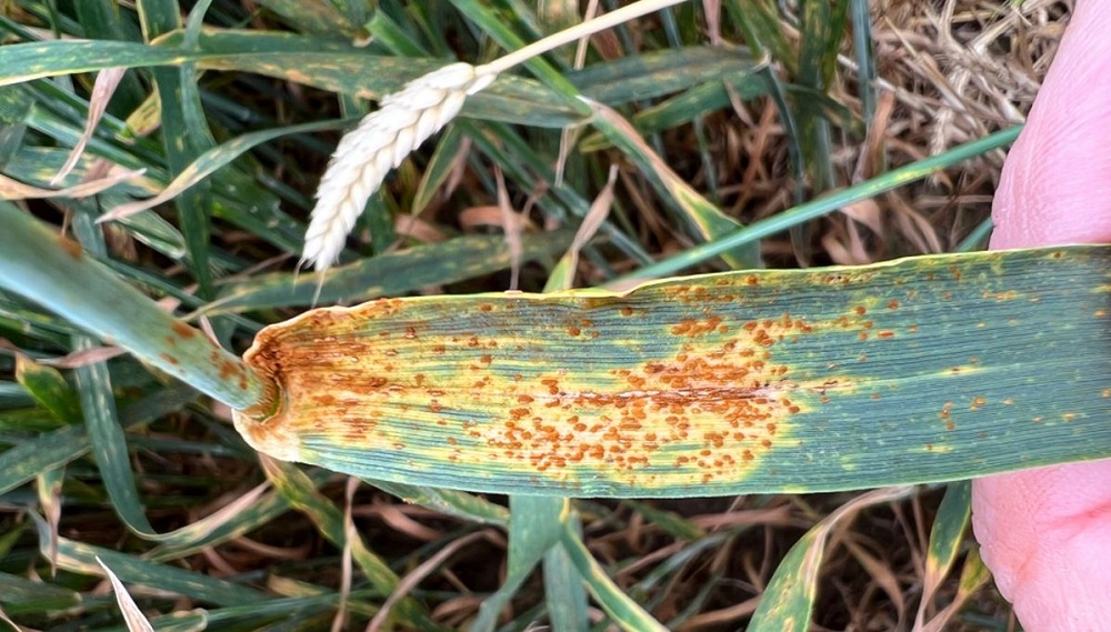 Stem rust symptoms (leaf) in untreated winter wheat plots